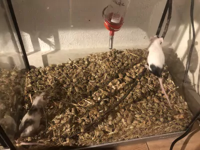 6 muizen in tweetallen te koop - afbeelding 2