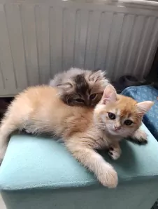 Britse korthaar kittens, bijna 12 weken oud - afbeelding 4