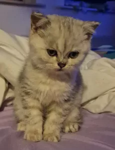 Britse Korthaar kater! - afbeelding 4