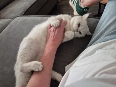 prachtige Britse Korthaar Kittens. Lief, Gezond - afbeelding 6