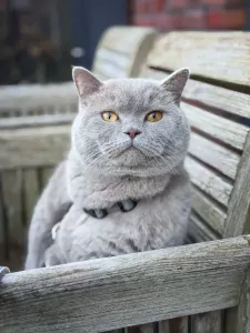 Nieuw huisje gezocht voor onze Brits Korthaar Lilo - afbeelding 5