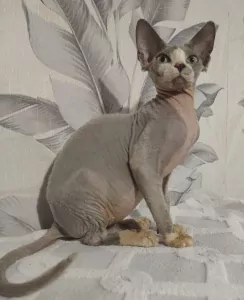 teef nestjes