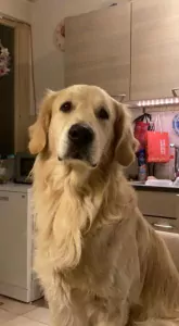 teef nestjes