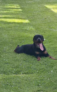 Rottweiler reu 1 jaar - afbeelding 2