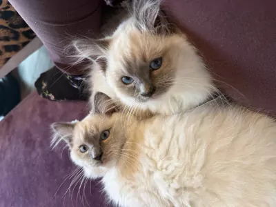 Ragdoll broertjes aangeboden - afbeelding 3