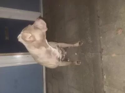 American Staffordshire Terriër te koop verkopen Rotterdam Nederland - 5266