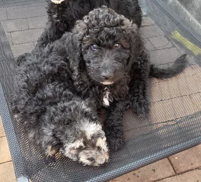2 labradoodel reutjes - afbeelding 2