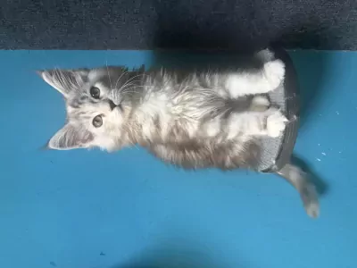 teef nestjes