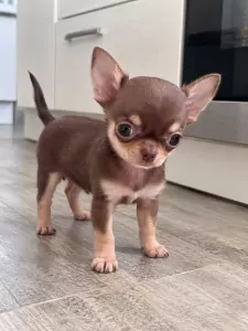 Lief chihuahua teefje 16 weken oud - afbeelding 2