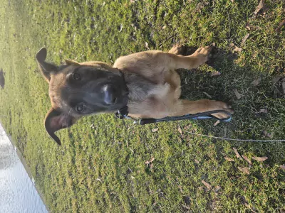 Mechelse herder - afbeelding 3