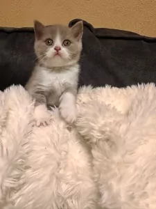 kittens, jongetje - afbeelding 6