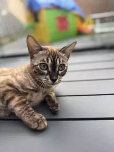 Bengaalse poes - afbeelding 4