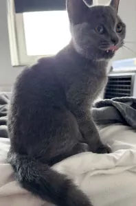 Raszuivere grijze britse korthaar kitten - afbeelding 3