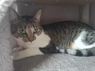 Poes Beau - afbeelding 3