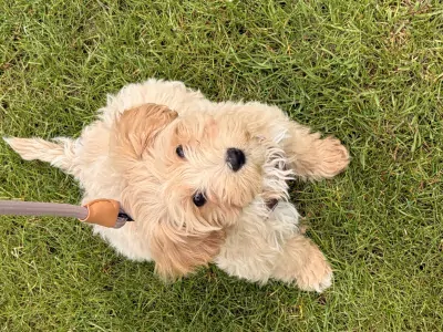 Maltipoo te koop verkopen Antwerpen Belgie - 5346