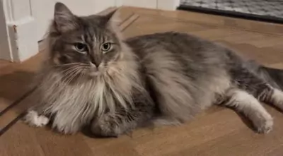 Liefdevol thuis gezocht voor twee hele lieve Ragdolls ❤️ - afbeelding 4