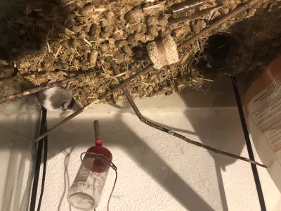 Muis te koop verkopen Bergen op Zoom Nederland - 5131