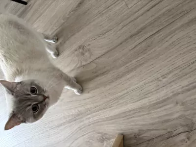 Prachtige Britse Korthaar kater zoekt een liefdevol thuis - afbeelding 3