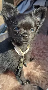 Chihuahua - afbeelding 2
