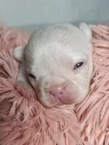 Zeer zeldzaam Albino Franse bulldog pup Teefje - afbeelding 3