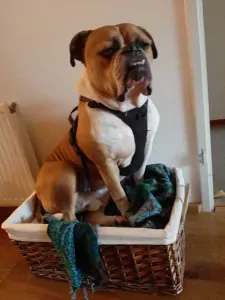 Nieuw baasje voor onze Willem - afbeelding 2