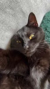 Lieve kater zoekt nieuw thuis - afbeelding 2