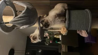 Milo en Moos 2 ragdolbroertjes - afbeelding 2