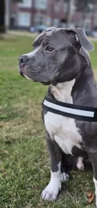 American Staffordshire Terriër te koop verkopen WATERINGEN Nederland - 4925