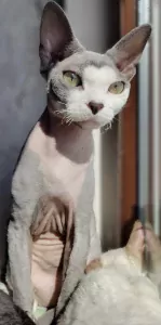 Devon Rex
