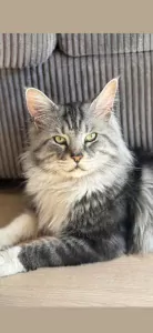 Mainecoon xl - afbeelding 5