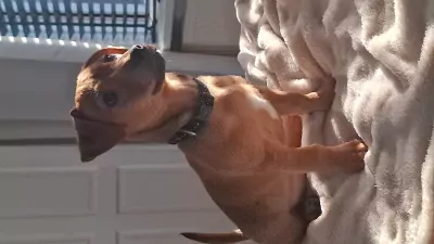 Jack Russell Terriër te koop verkopen Groningen Nederland - 5197