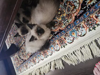 Kittens - afbeelding 2