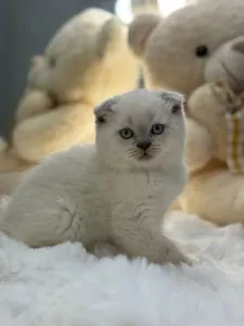 Scottish Fold te koop verkopen Rotterdam Nederland - 5270