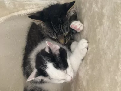 Kittens zoeken een nieuw, warm en liefdevol huisje. - afbeelding 4