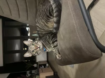 Ideale knuffel kat zoekt baasje - afbeelding 4
