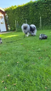 teef nestjes