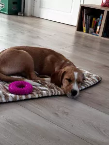 Lieve Tala zoekt een nieuw thuis - afbeelding 5