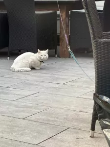 4 kater kittens ragdoll x britse korthaar - afbeelding 6