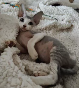 teef nestjes