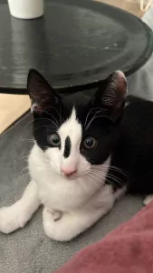Jonge Kat Zoekt Leuke Baasje - afbeelding 5