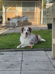 Border  Collie te koop verkopen Groot-Ammers Nederland - 5012