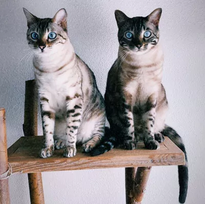 Bengaalse katten: broer en zus - afbeelding 2