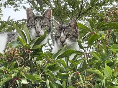 2 broertjes die graag buiten maar ook binnen  zijn - afbeelding 3
