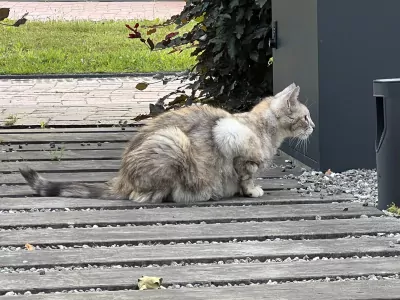 Prachtige kat zoekt huis - afbeelding 4