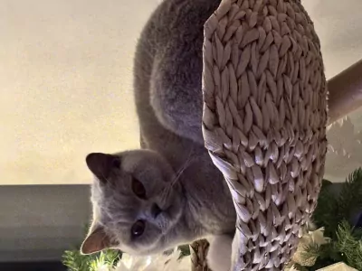 2lieve Brits korthaar poezen te koop - afbeelding 2