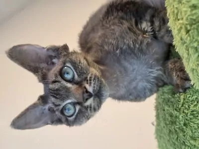 Devon Rex te koop verkopen Hertogenbosch Nederland - 4850