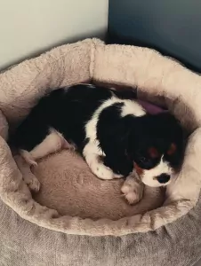 Puppy te koop van 4 maand - afbeelding 3