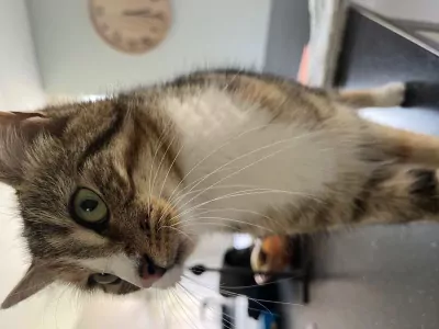 Geen Raskat te koop verkopen Wilp Nederland - 4996