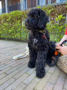 Bernerdoodle pup 6 maanden oud zoekt baasje - afbeelding 3