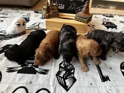 Cockapoo te koop verkopen Utrecht Nederland - 5099